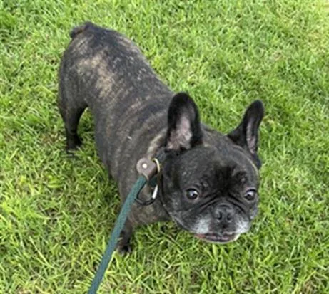 An adult small-sized male French Bulldog dog named Rubble for adoption in Camarillo, CA