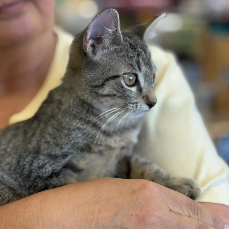 A baby small-sized male Gray / Blue / Silver Domestic Short Hair cat named Thomas for adoption in ATOKA, TN