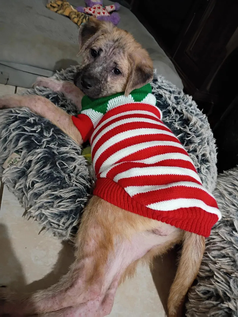 A baby small-sized female Labrador Retriever dog named Jasmine for adoption in Winder, GA