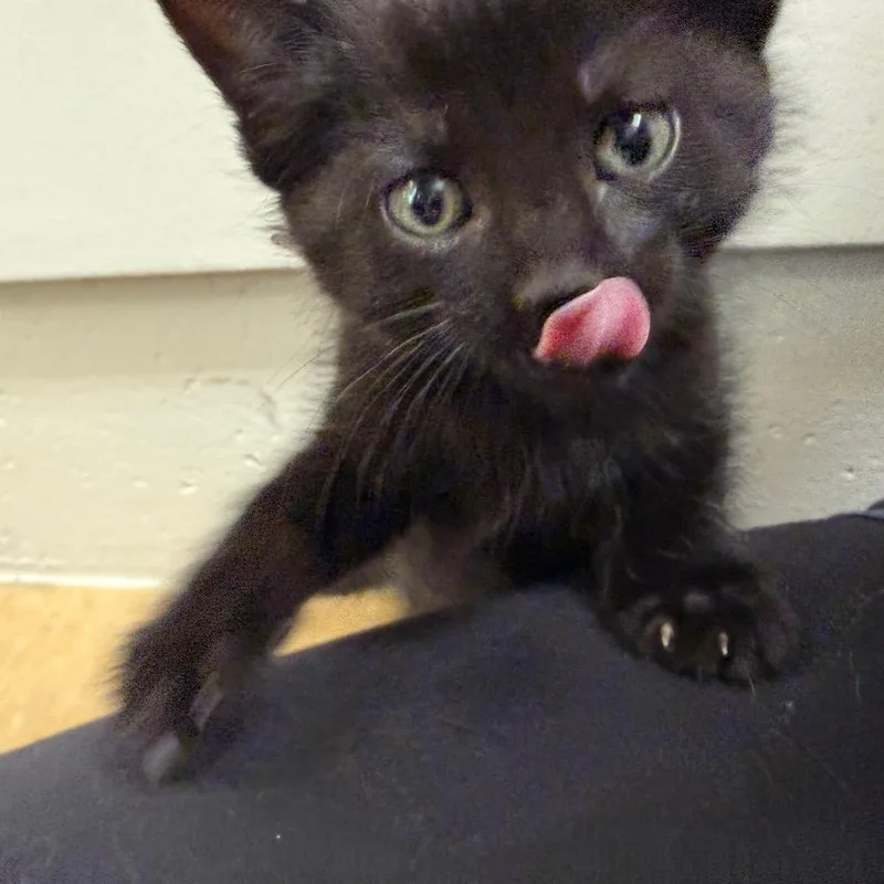 A baby small-sized female Black Domestic Short Hair cat named Apple for adoption in International Falls, MN