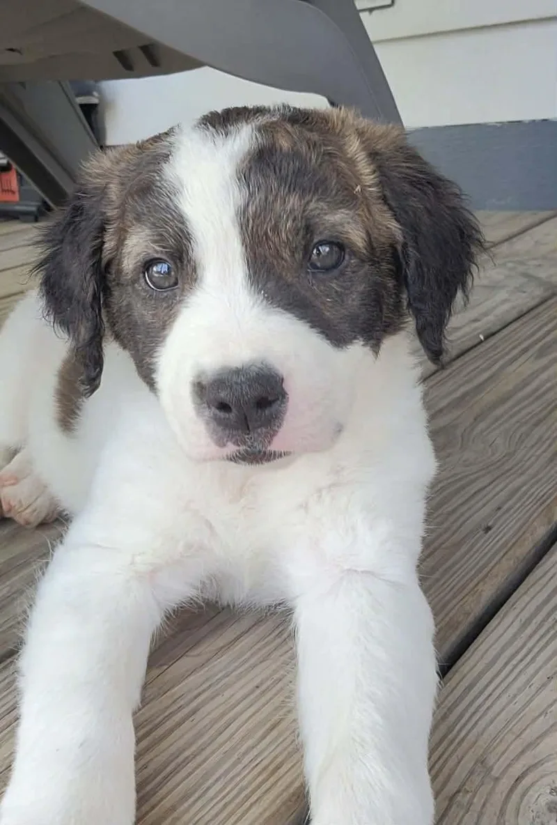 A baby medium-sized female Australian Cattle Dog / Blue Heeler dog named Maisie for adoption in China Township, MI