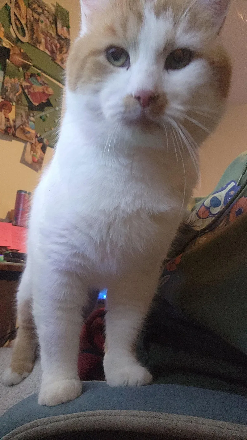 An adult medium-sized male Orange & White Tabby cat named Bombur for adoption in Georgetown, KY