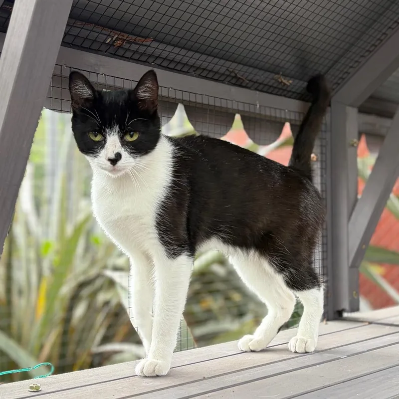 A baby small-sized female Black Domestic Short Hair cat named Winona for adoption in San Pablo, CA