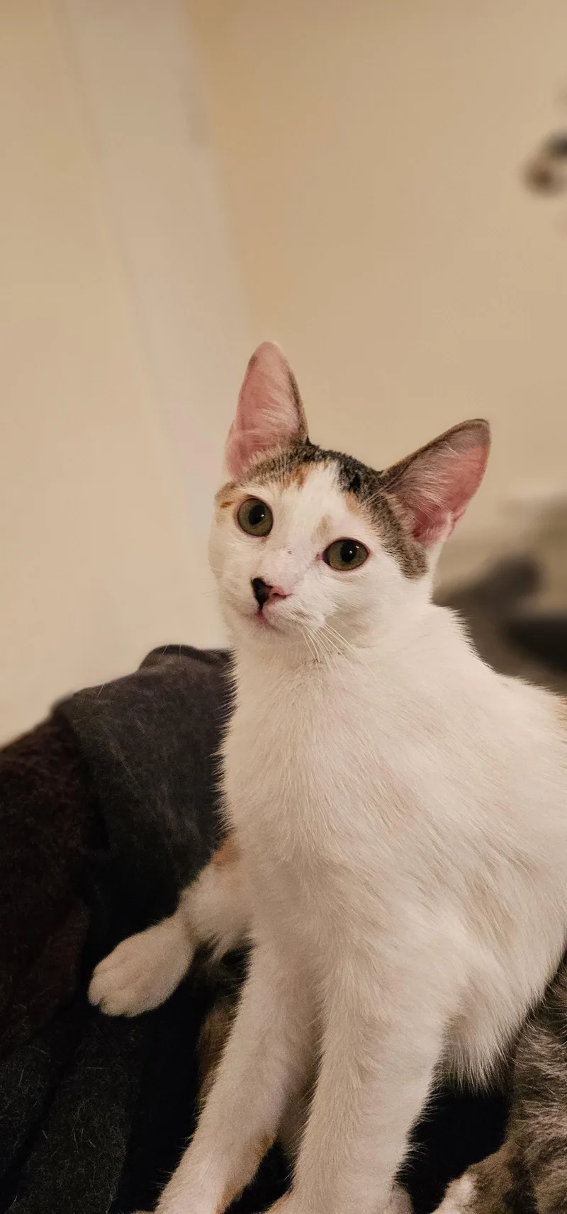 A young small-sized female Domestic Short Hair cat named Prius for adoption in Mission Viejo, CA