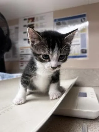 A young small-sized male Domestic Short Hair cat named Zayn for adoption in Phoenix, AZ
