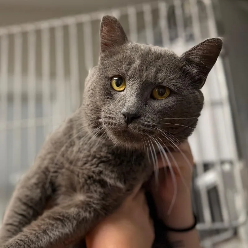 An adult large-sized male Gray / Blue / Silver Domestic Short Hair cat named Sunny Side Up for adoption in Edwardsville, IL