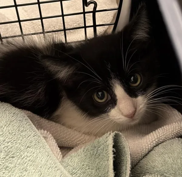A baby small-sized male Domestic Short Hair cat named Roman Candle for adoption in El Cajon, CA