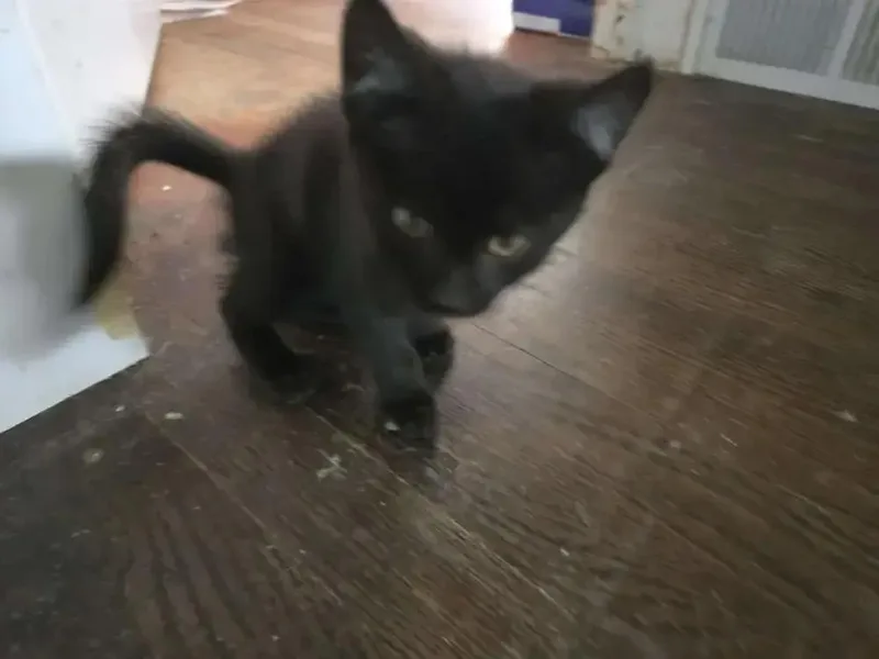 A baby small-sized male Black Domestic Short Hair cat named Anubis for adoption in Grand Rapids, MI