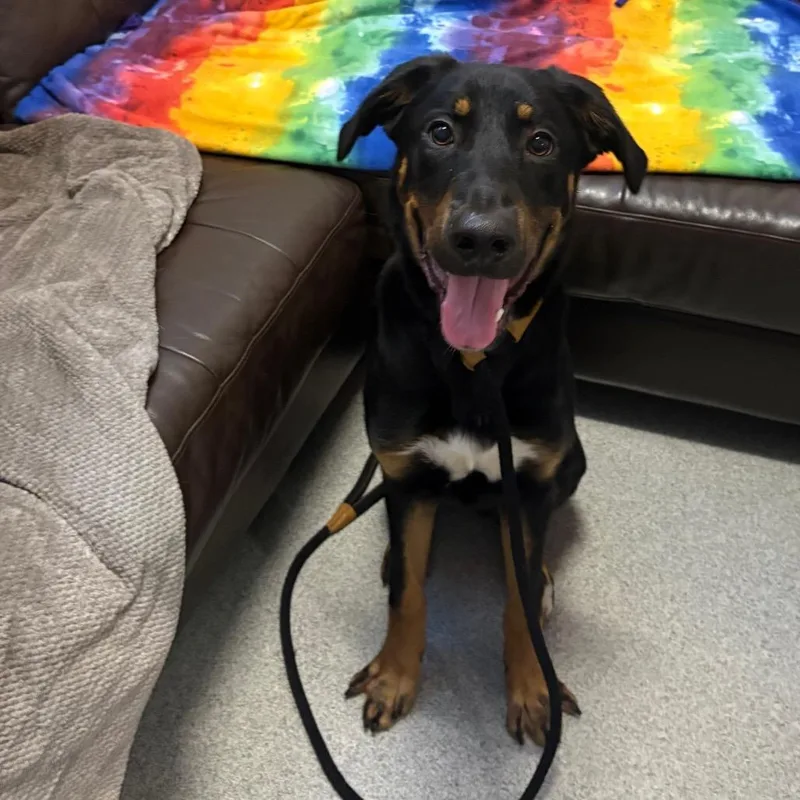 A young medium-sized male Black Bernese Mountain Dog dog named Motley for adoption in Chicago, IL