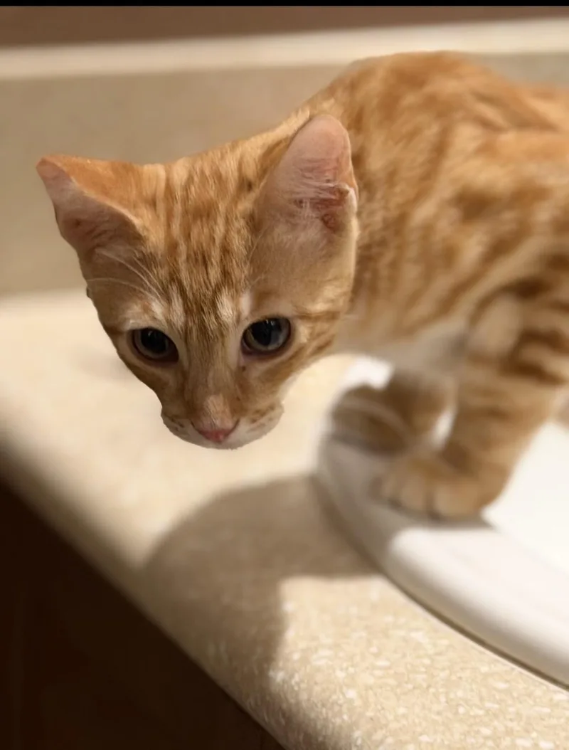 A young medium-sized male Orange / Red Domestic Short Hair cat named Ronnie for adoption in Oceanside, CA
