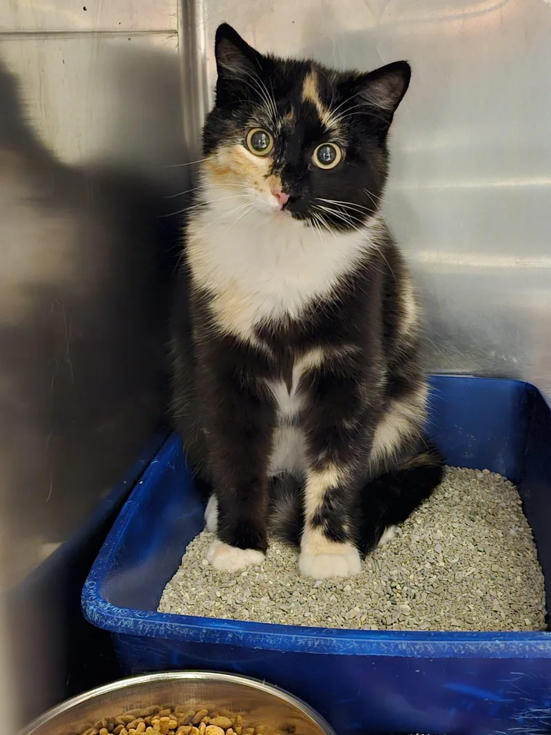 A baby small-sized female Calico Domestic Short Hair cat named Nala for adoption in Burlington, IA