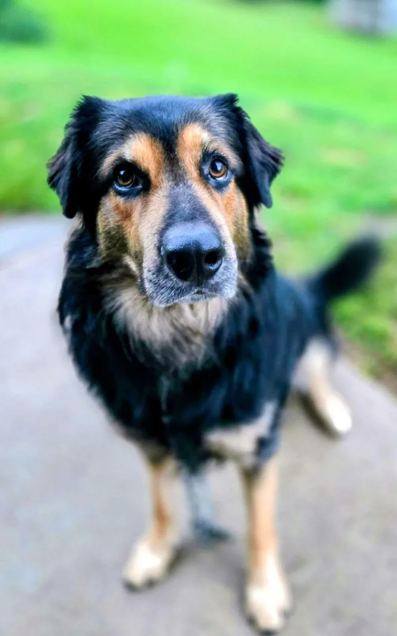 A young large-sized male German Shepherd Dog dog named Thor for adoption in La Crescent, MN