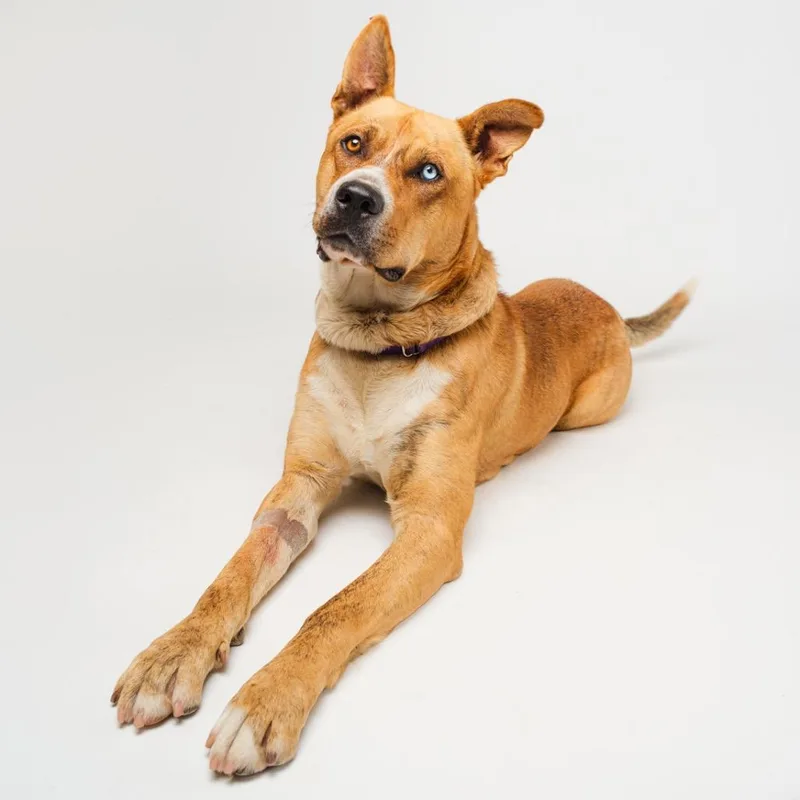 A young large-sized male Brown / Chocolate Mixed Breed dog named Ghost for adoption in Palm Springs, CA