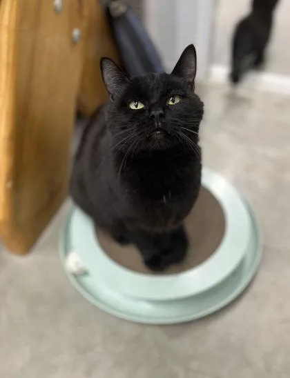 An adult medium-sized female Domestic Short Hair cat named Felicity for adoption in Humboldt, IA