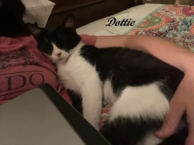 A baby medium-sized female Black & White / Tuxedo Tuxedo cat named Dottie for adoption in Southern Pines, NC