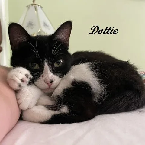 Dottie thumbnail 2