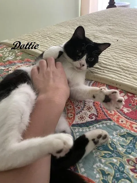 Dottie thumbnail 3