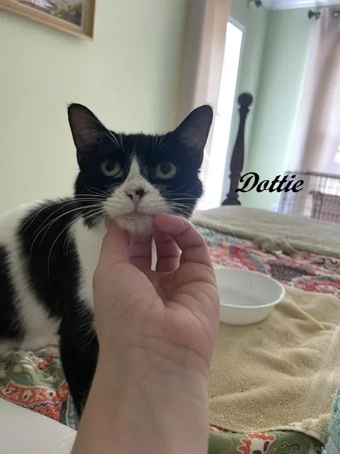 Dottie thumbnail 4
