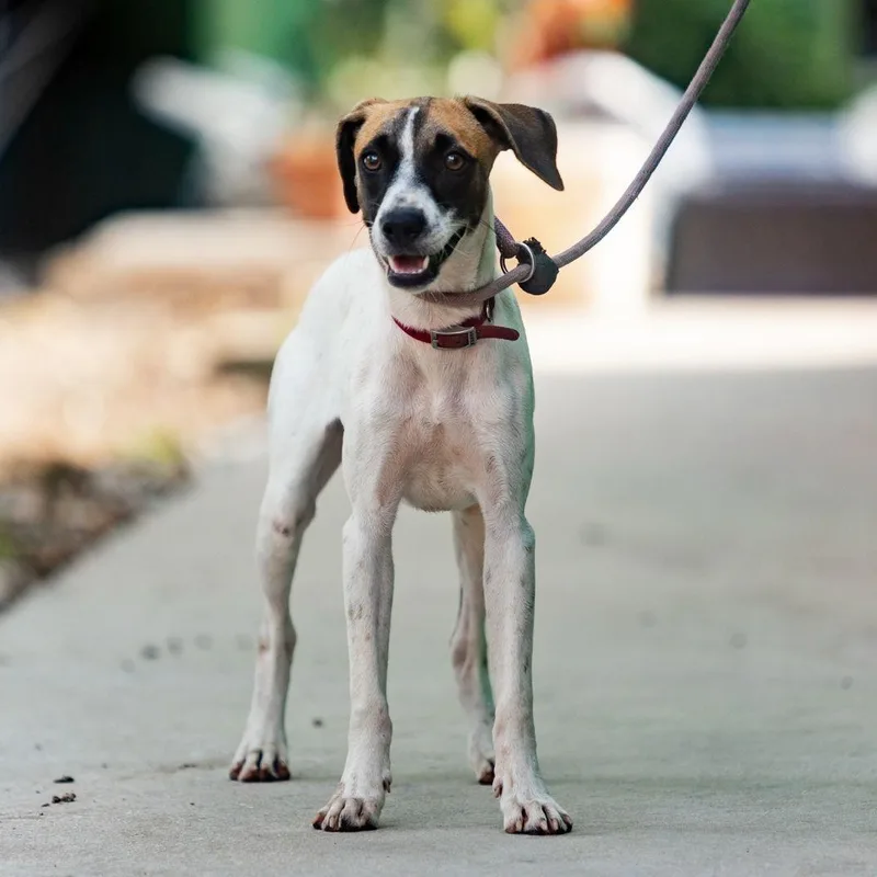 A young medium-sized female White / Cream Whippet dog named Maika for adoption in New York, NY