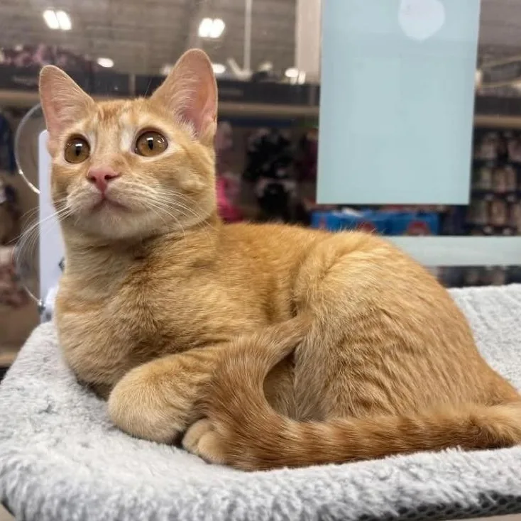 A baby medium-sized female Orange / Red Domestic Short Hair cat named Croissant for adoption in Warr Acres, OK
