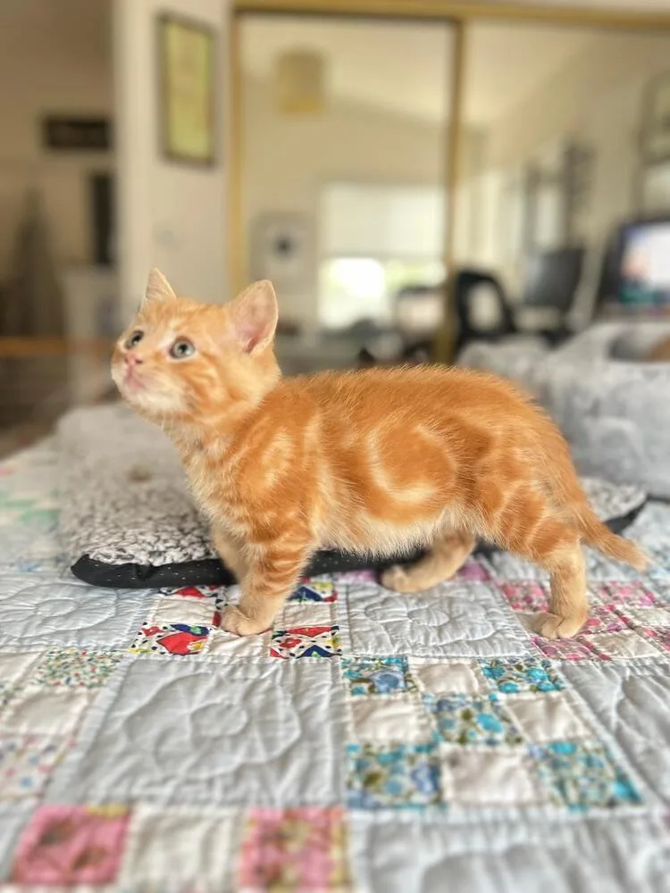 A baby medium-sized male Tabby (Orange / Red) Domestic Short Hair cat named Mr. Cooper for adoption in Oceanside, CA
