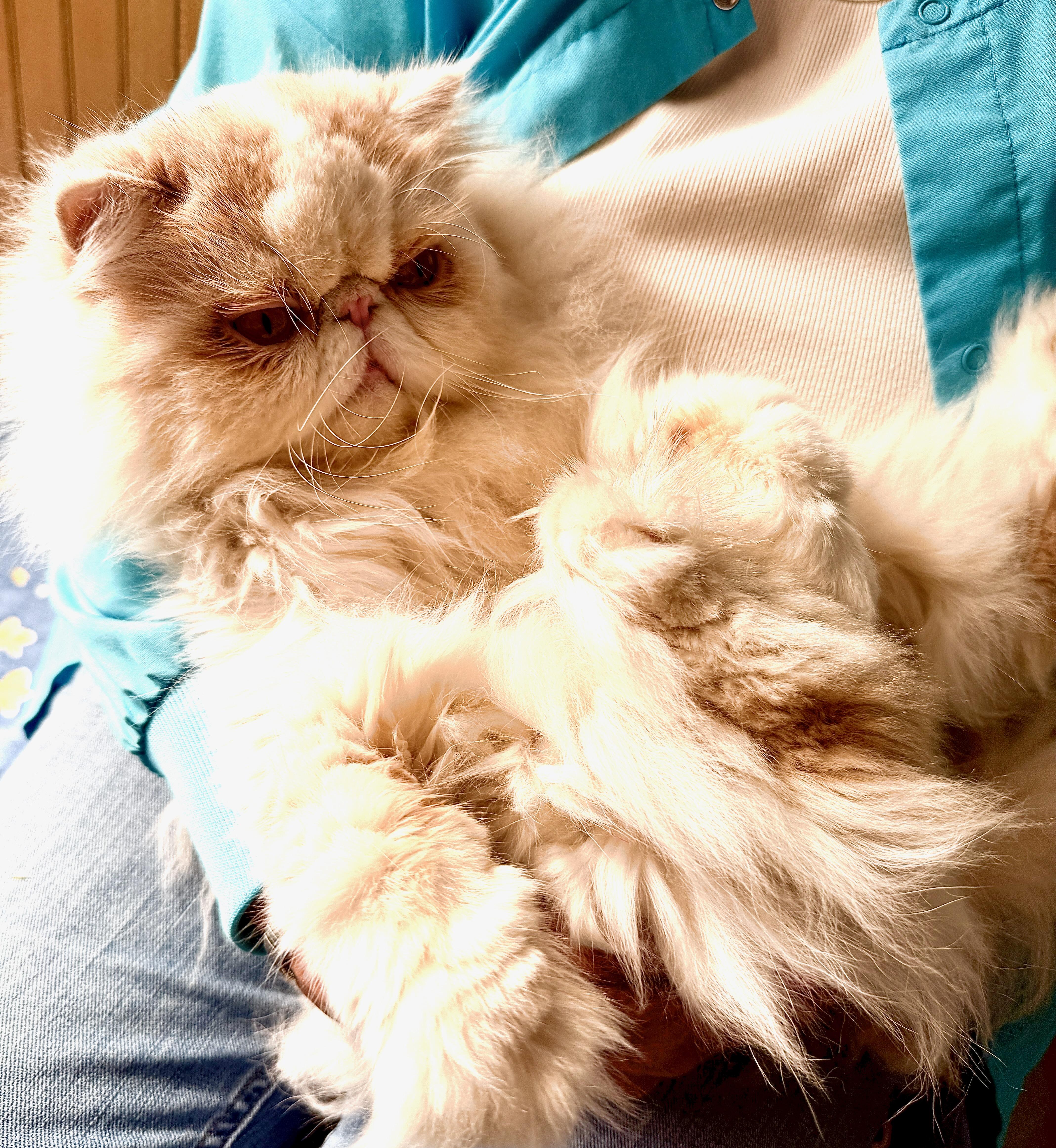 An adult medium-sized male Persian cat named Mr. CoCo for adoption in Davis, CA