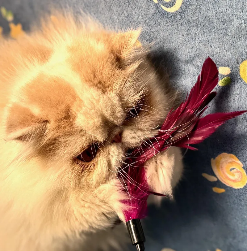 Mr. CoCo thumbnail 2