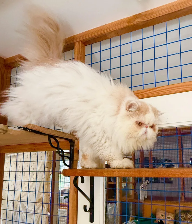 Mr. CoCo thumbnail 3