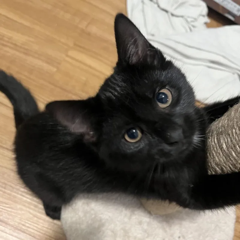 A baby small-sized female Black Domestic Short Hair cat named Mac for adoption in Middle Village, NY