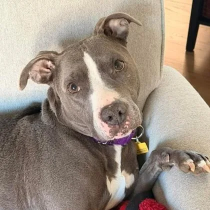 A senior medium-sized female Gray / Blue / Silver Mixed Breed dog named Daisy Mae for adoption in Adrian, MI