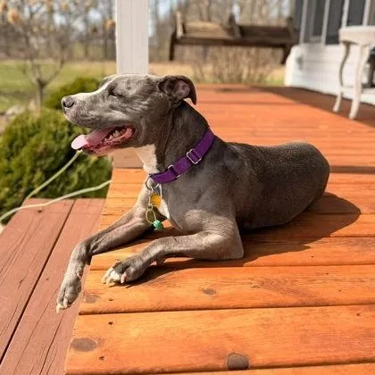 Daisy Mae thumbnail 5