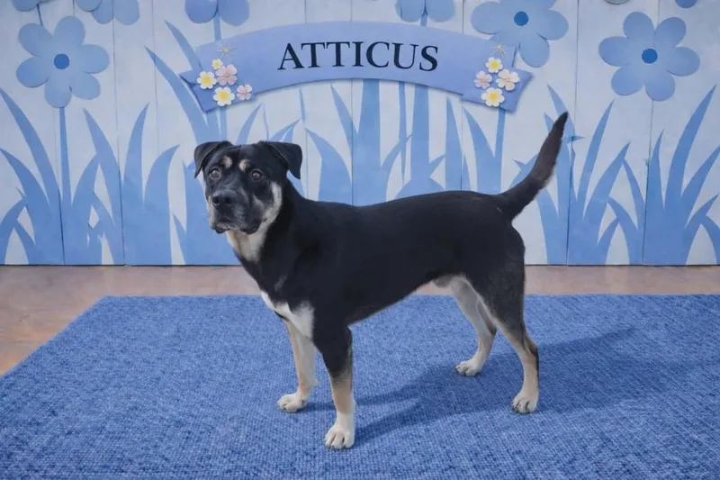 A young large-sized male Shepherd dog named Atticus for adoption in California City, CA