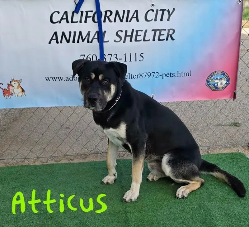 Atticus thumbnail 4