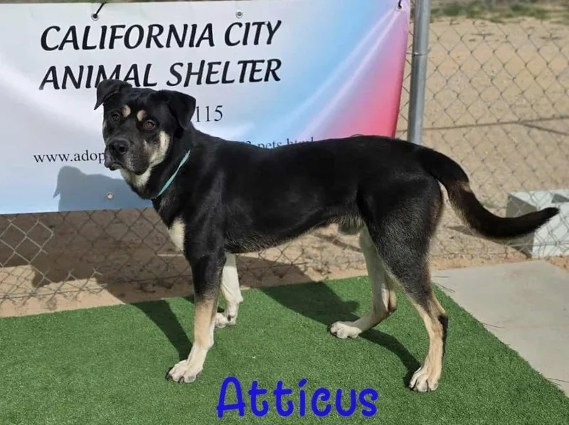 Atticus thumbnail 5