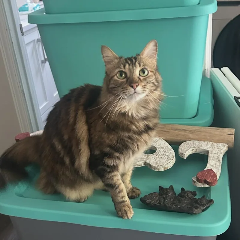 An adult small-sized female Domestic Long Hair cat named Nutmeg for adoption in Shawnee, KS