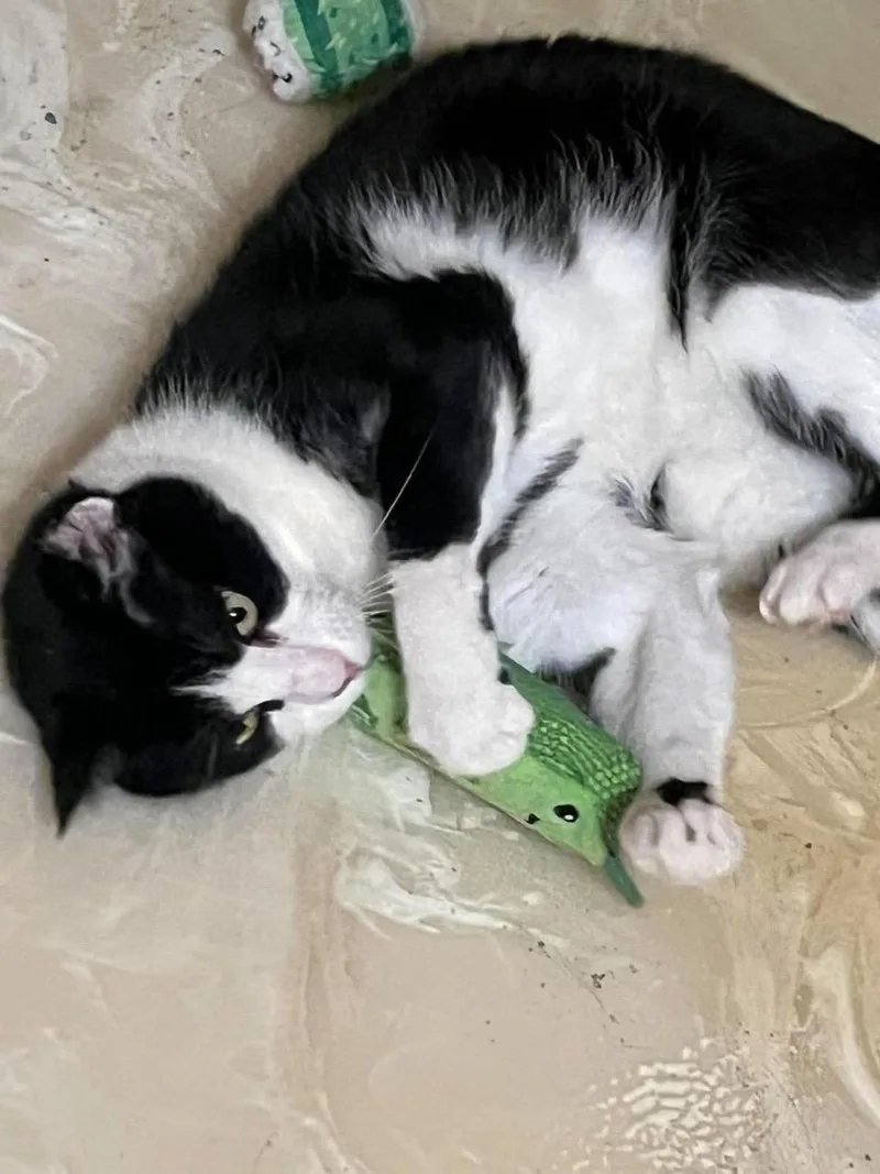 An adult medium-sized male Black & White / Tuxedo Domestic Short Hair cat named Ty for adoption in Las Vegas, NV