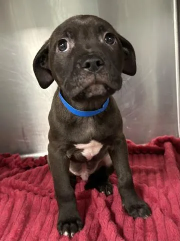 A baby small-sized male Pit Bull Terrier dog named Ziggy for adoption in Clinton Township, MI