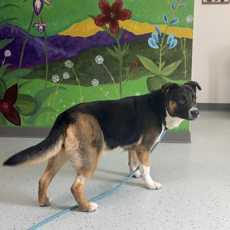 An adult large-sized female Black Shepherd dog named Mischa for adoption in Marion, VA