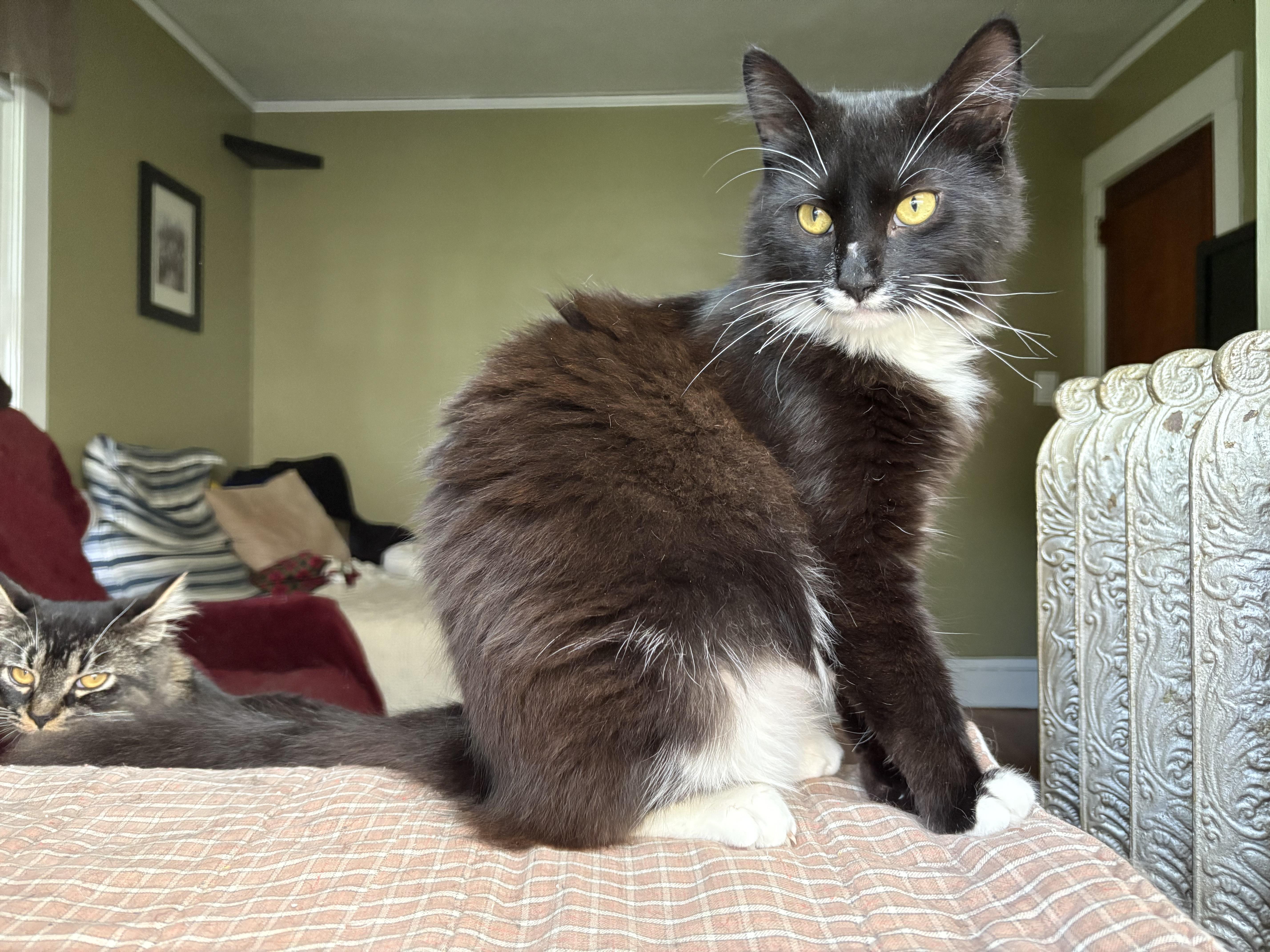 Jolly  Joy & thumbnail 3