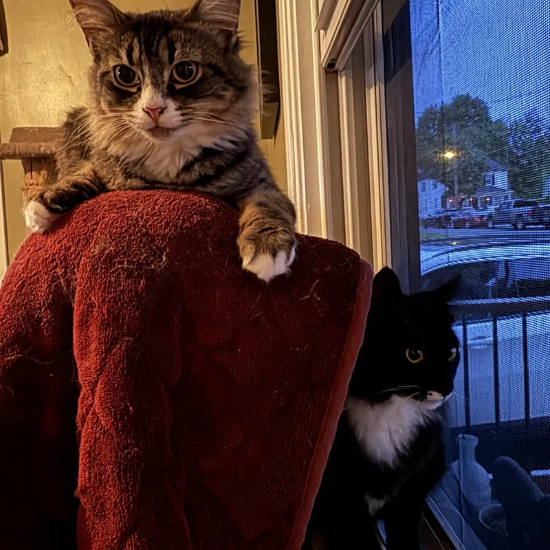 Jolly  Joy & thumbnail 4