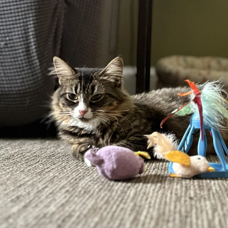 Jolly  Joy & thumbnail 5