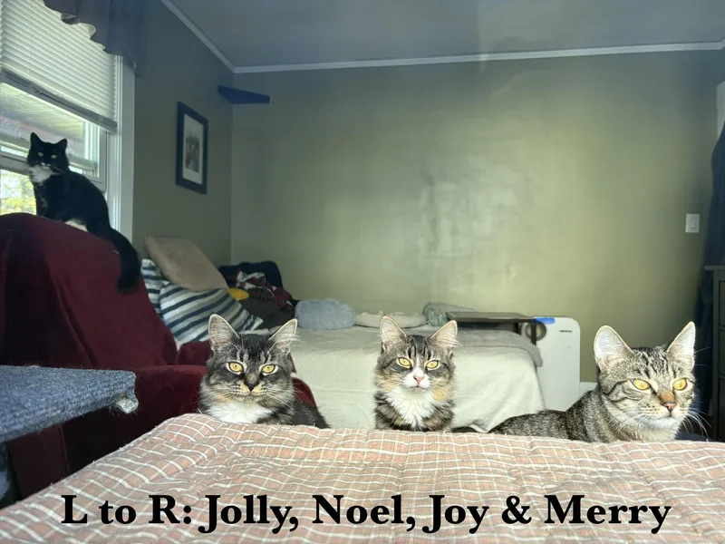 Jolly  Joy & thumbnail 6