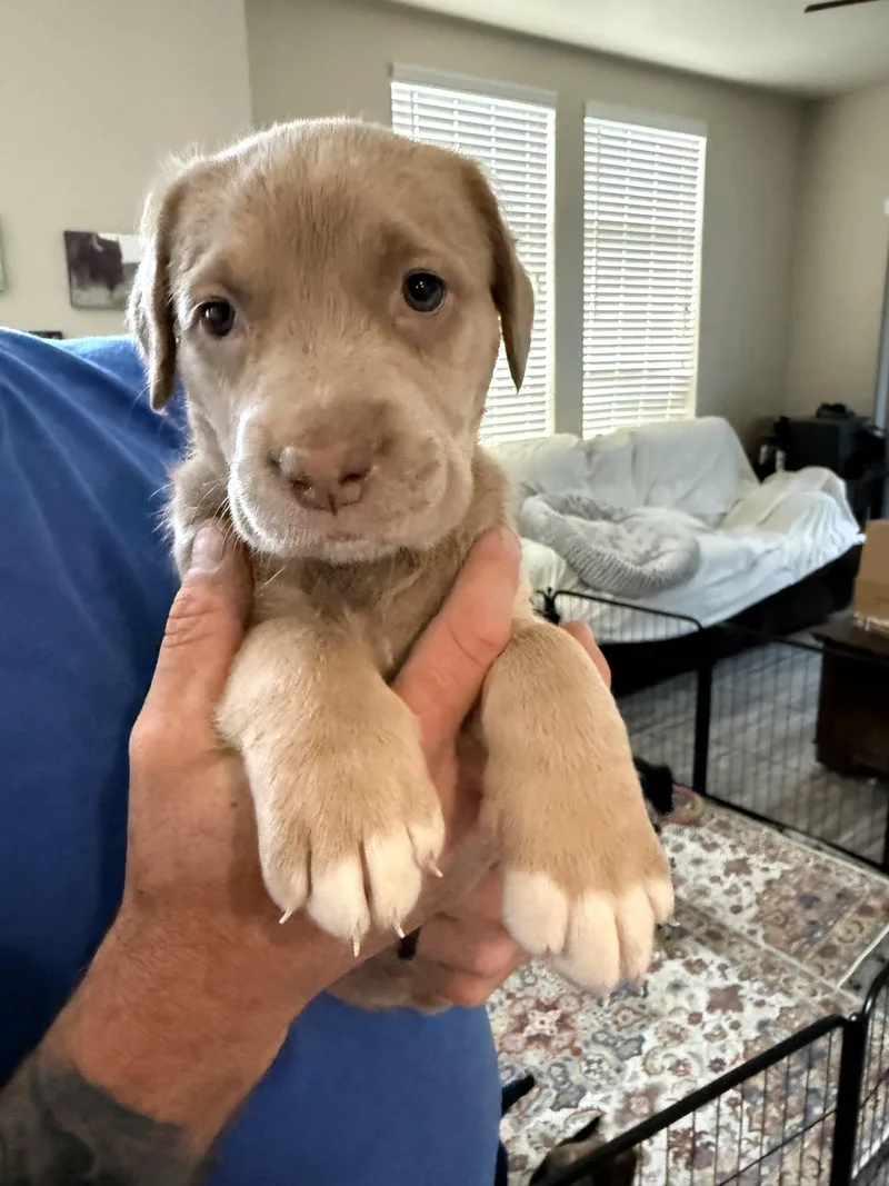 A baby medium-sized female Labrador Retriever dog named Mary Ann for adoption in Penryn, CA