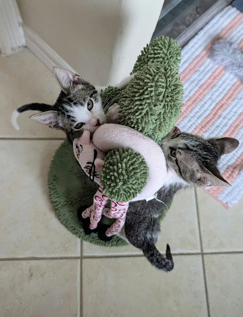 A baby medium-sized male Tabby (Gray / Blue / Silver) Domestic Short Hair cat named Luigi for adoption in Houston, TX
