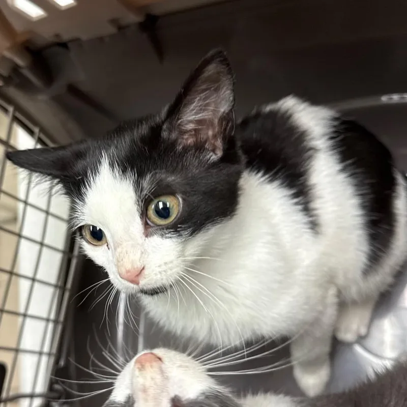 A baby small-sized male Black Domestic Short Hair cat named Milo for adoption in Pittsburgh, PA