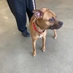 An adult medium-sized female Red / Chestnut / Orange Mixed Breed dog named Peep for adoption in York, PA