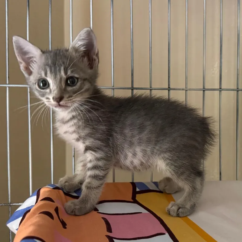 A baby small-sized male Gray / Blue / Silver Domestic Short Hair cat named Percy for adoption in Columbus, GA