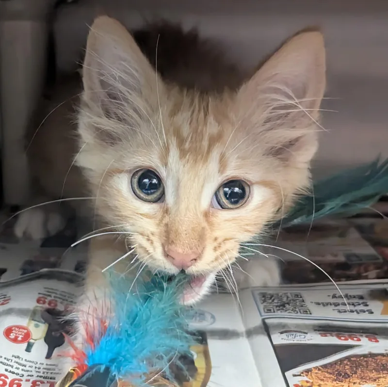 A baby large-sized male Tabby (Orange / Red) Domestic Long Hair cat named Quizno for adoption in Springfield, IL