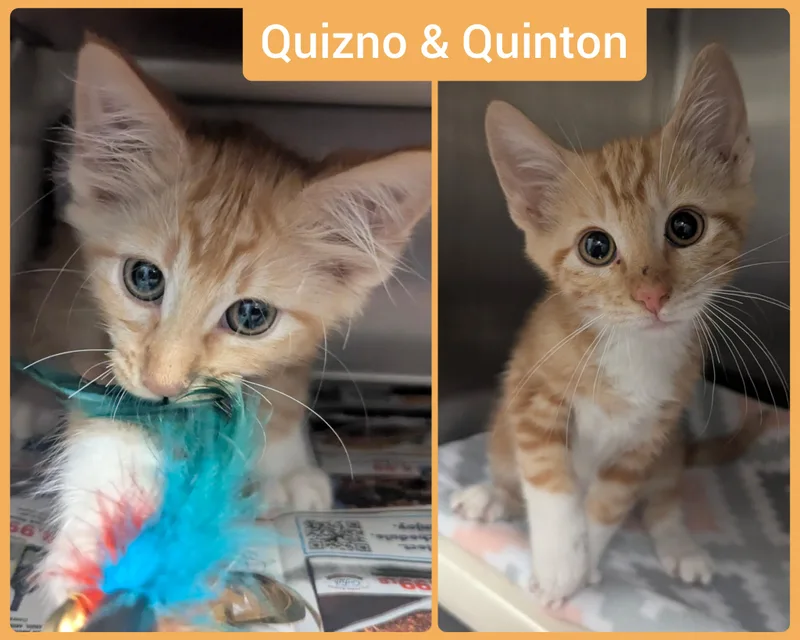 Quizno thumbnail 6