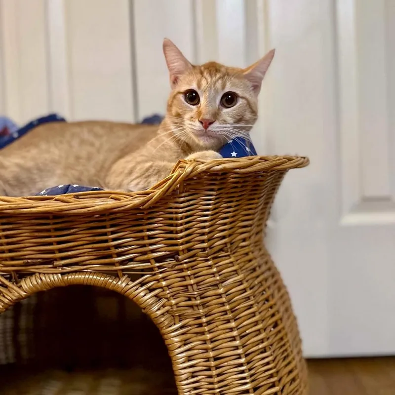 A baby medium-sized male Tabby (Orange / Red) Domestic Short Hair cat named Preston for adoption in Raleigh, NC
